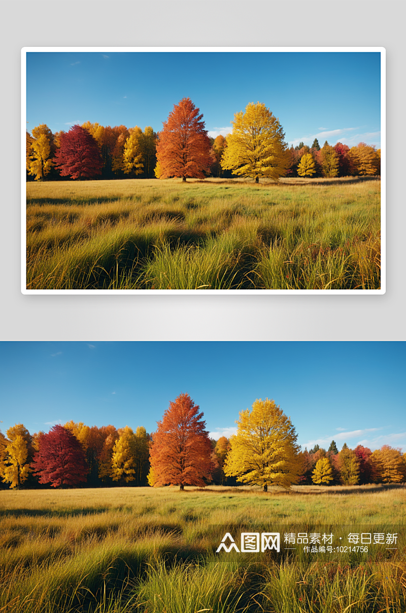 秋天草地有五颜六色树高清特写图片素材