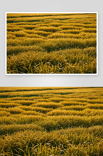 秋季丰收水稻高清特写图片