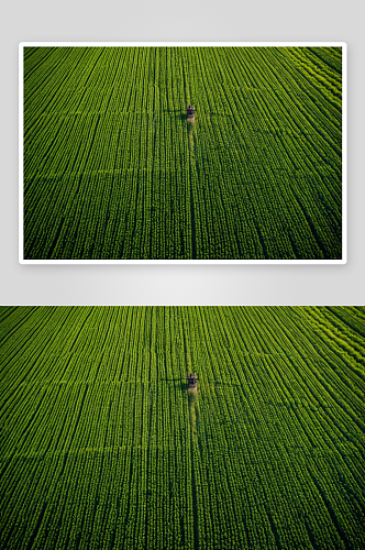 农业空中种植绿色乡村农作物高清特写图片