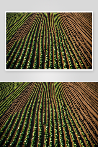 农田蔬菜种植可耕地高清特写图片