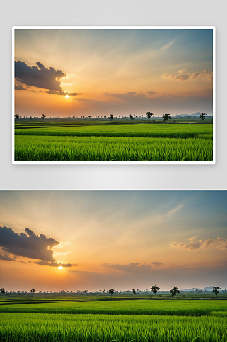 太阳落山时绿色水稻农场高清特写图片