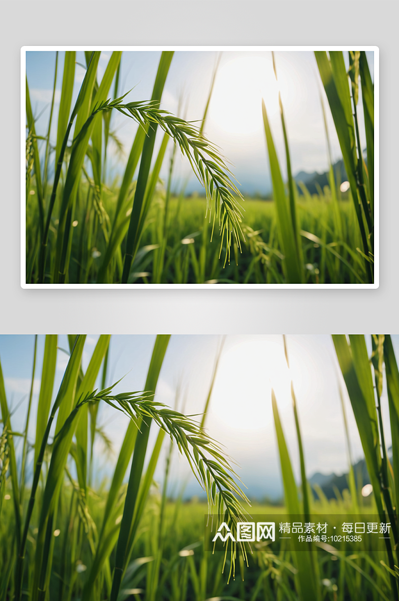 水稻植物背景高清特写图片素材