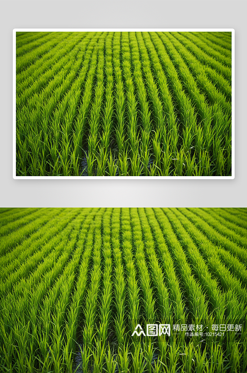 水稻农业生长稻田背景纹理高清特写图片素材