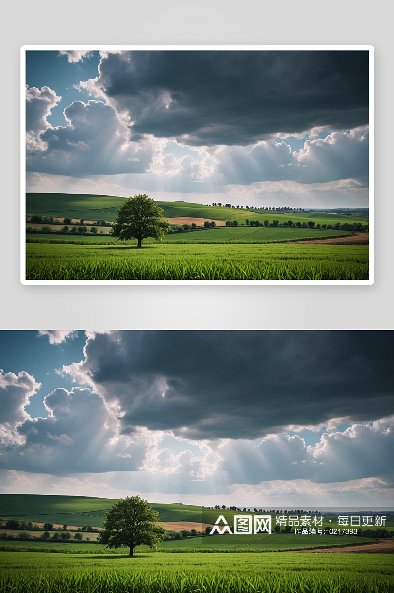 小树天空衬托着农田风景高清特写图片素材