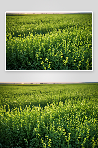 紫花苜蓿田特写高清高清特写图片