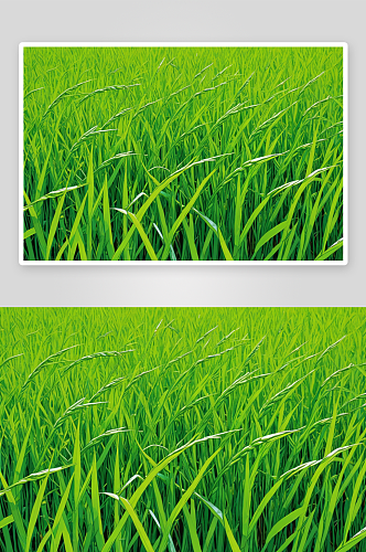 绿色水稻种植水稻穗特写图片