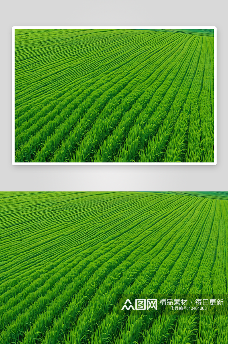绿色麦田背景农业风景图片素材