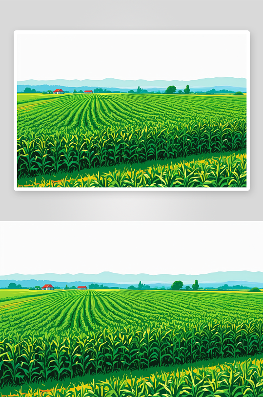茂密绿色农田里生长着玉米图片