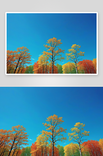 公园湛蓝天空下田野树木低角度视图图片