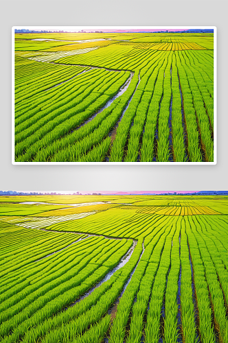 水稻植物稻田背景图片