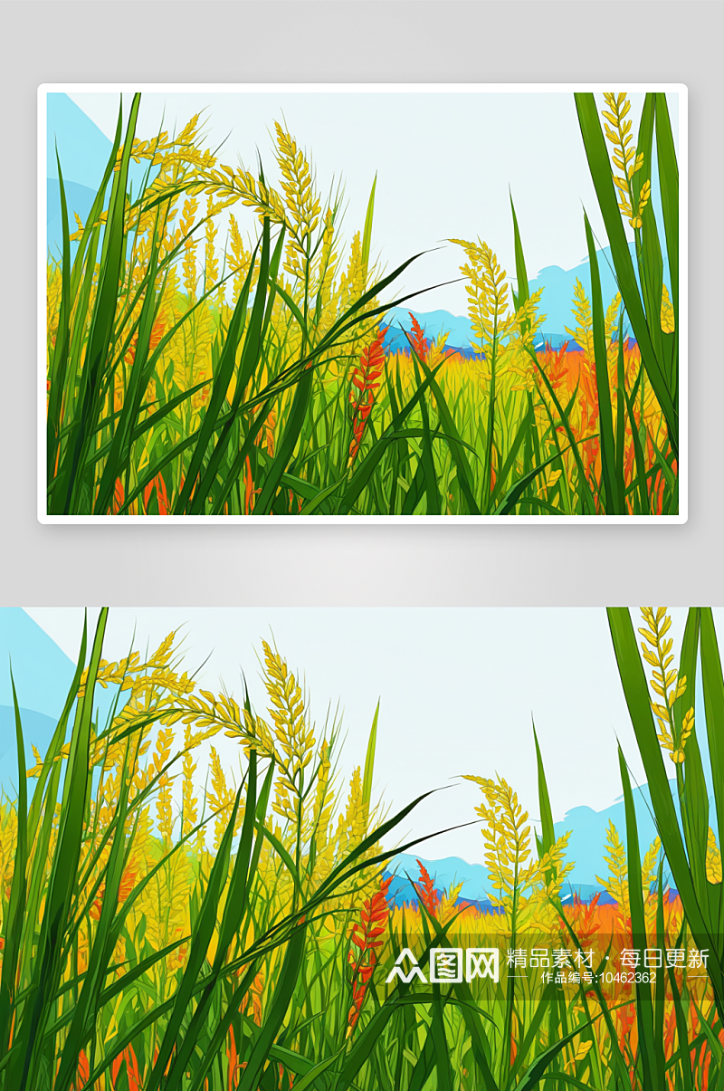水稻植物背景图片素材