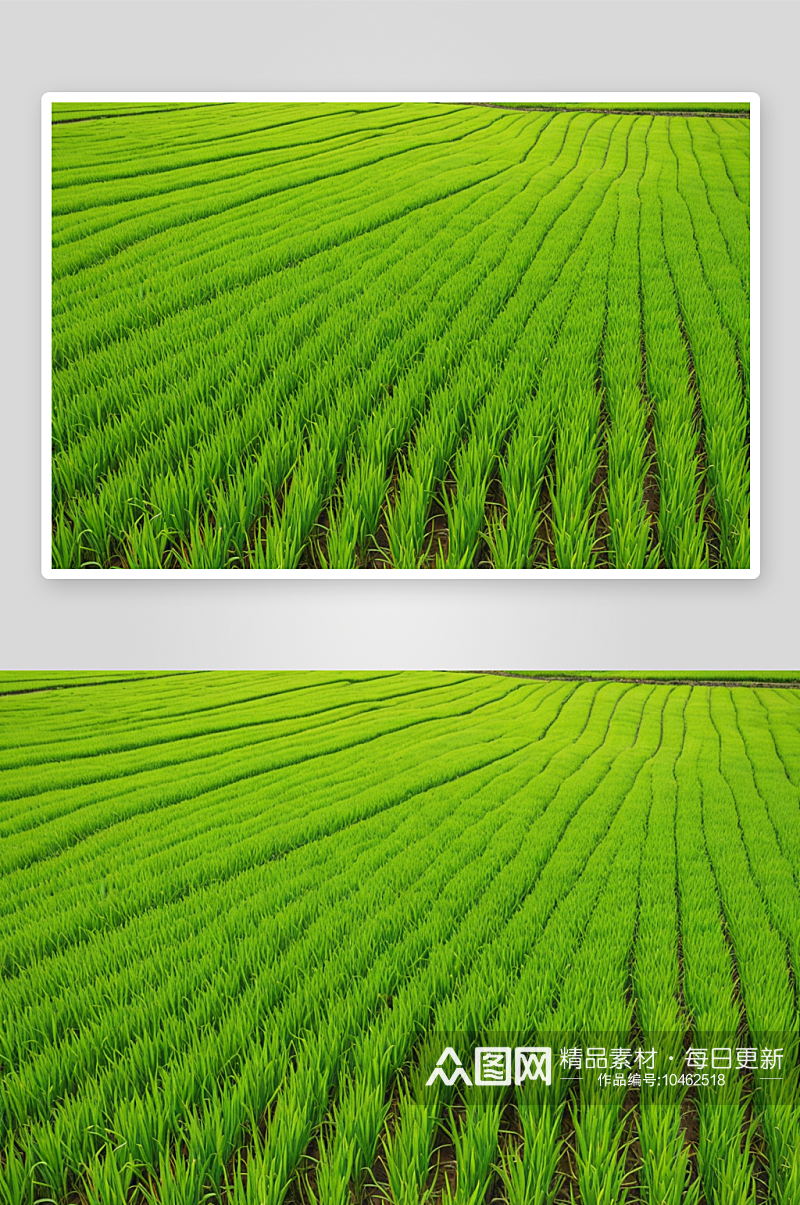 水稻生长农田稻田背景纹理图片素材