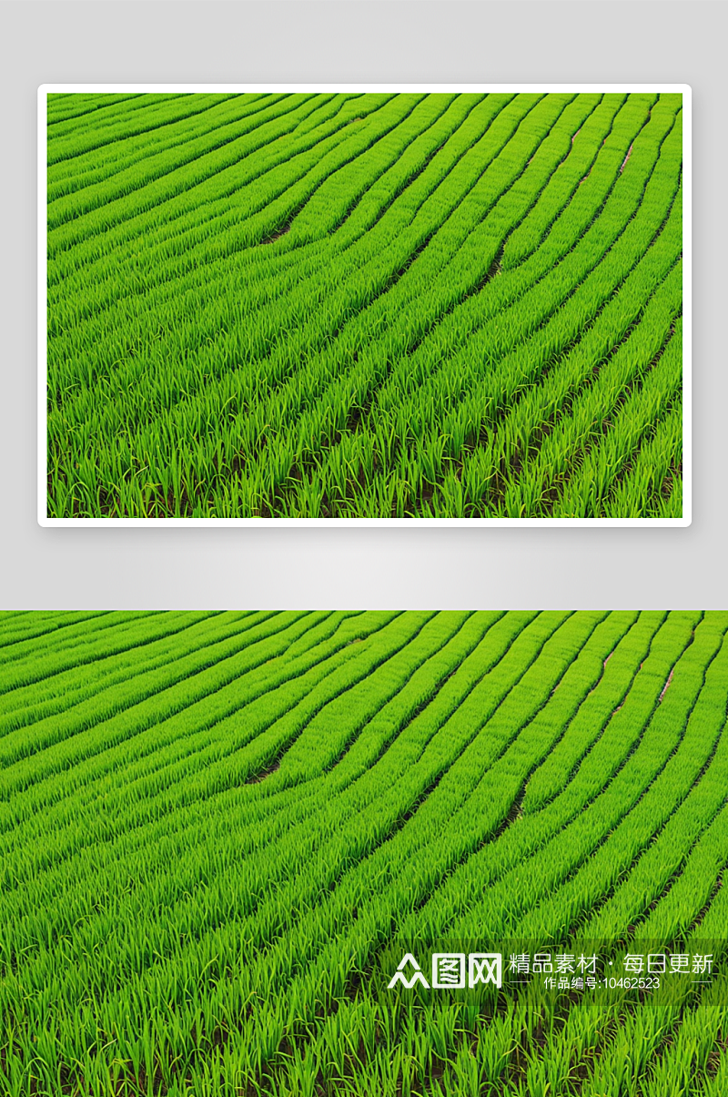 水稻农业生长稻田背景纹理图片素材