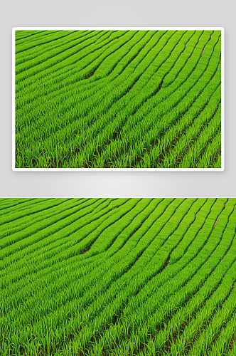 水稻农业生长稻田背景纹理图片