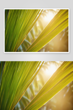 背景软聚焦椰子棕榈叶剪影自然光图片