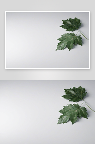 白色静物场景叶子背景广告素材图图片