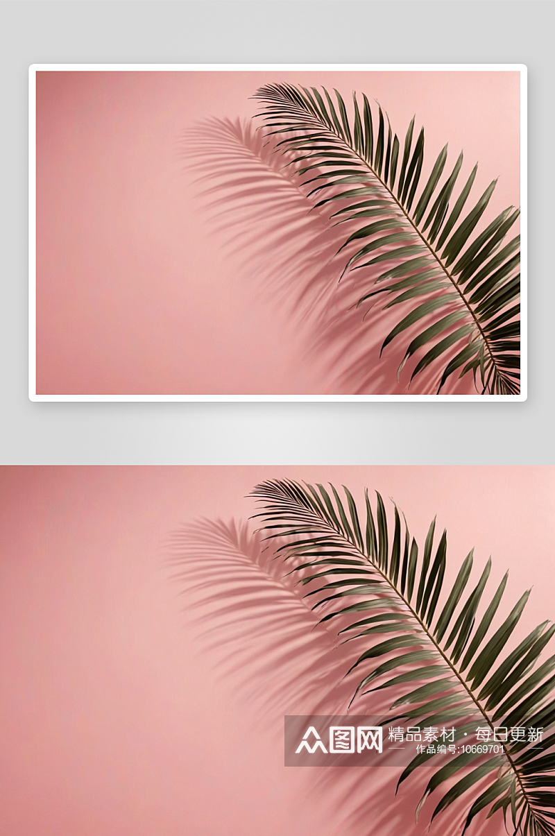 模糊棕榈叶阴影墙粉彩背景图片素材