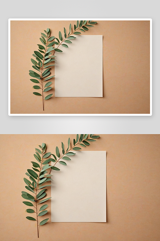 纸空白桉树树枝俯视图米色背景图片