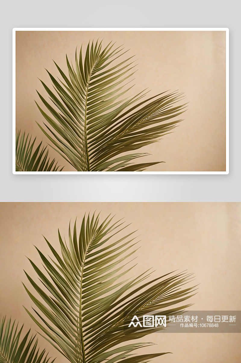 模糊棕榈叶阴影墙粉彩米色背景图片素材