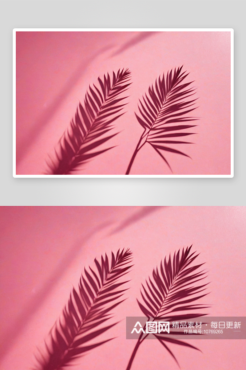 粉色背景棕榈叶阴影图片素材