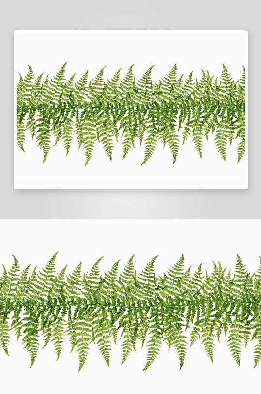 花边界绿色蕨叶图片