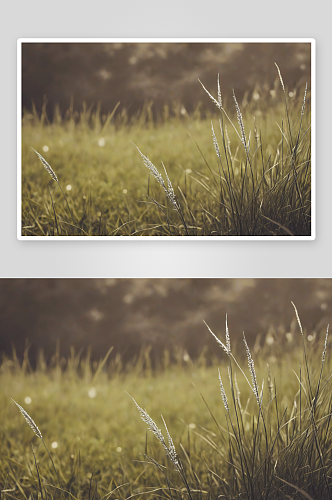 草背景一个极简主义单色风格图片