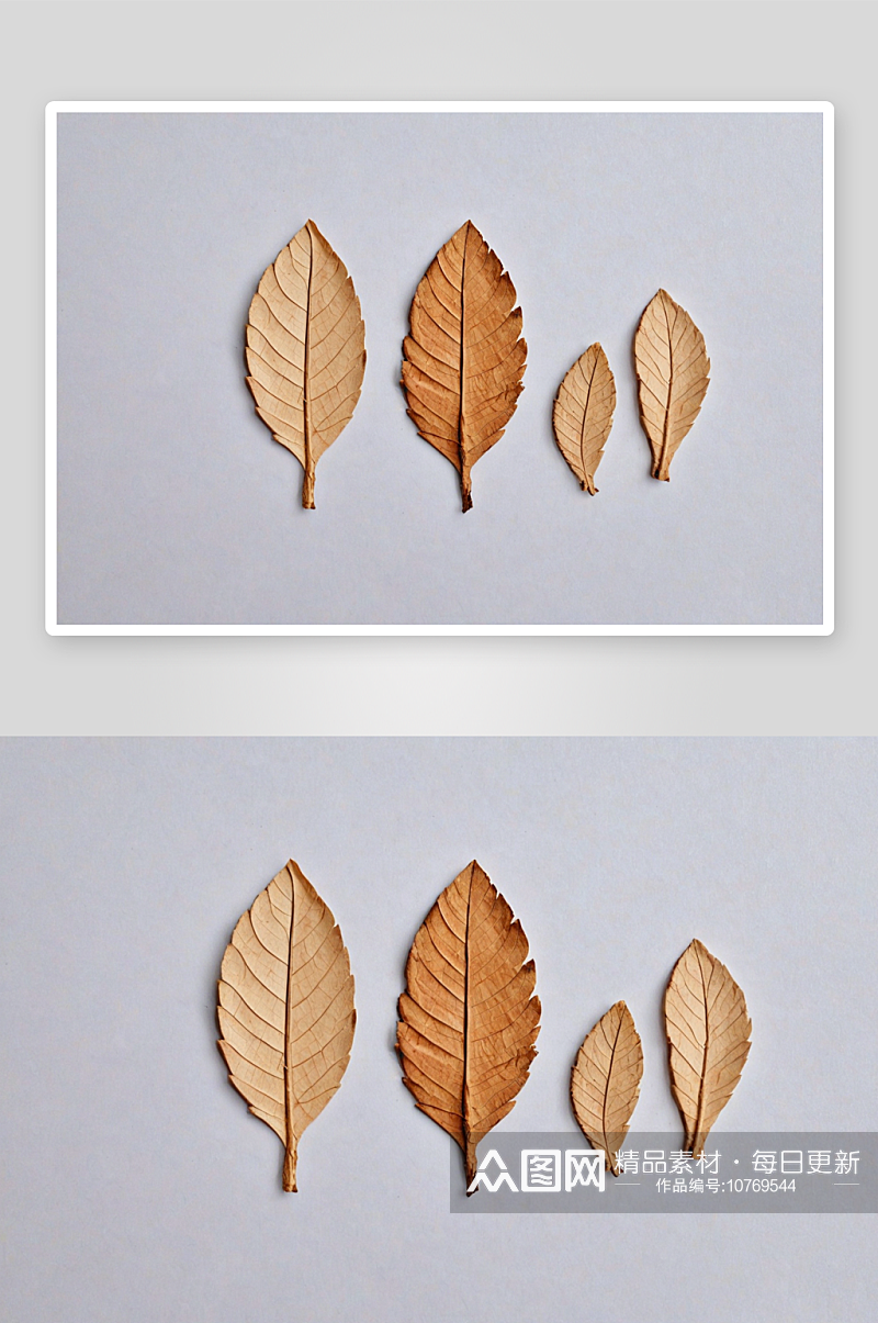 不同形状干叶子木屑图片素材