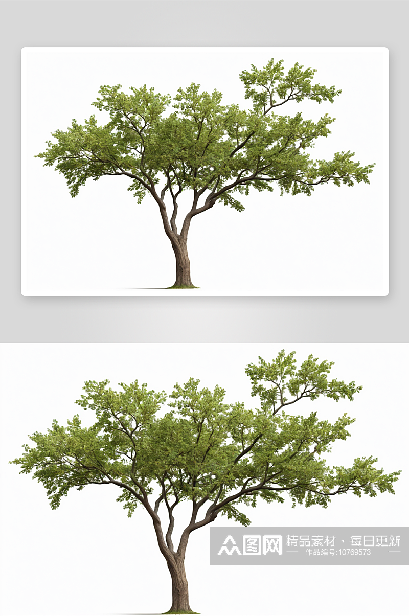胡桃树切割出质感平面设计元素图片素材