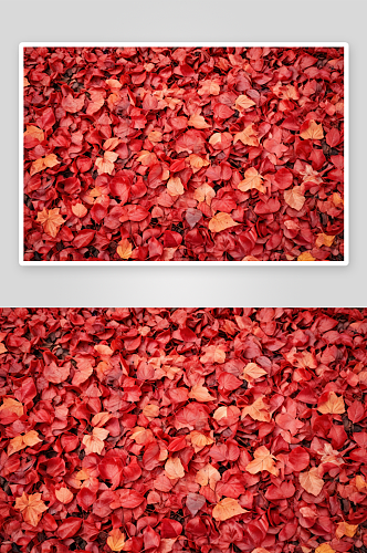 红叶秋天叶子图片