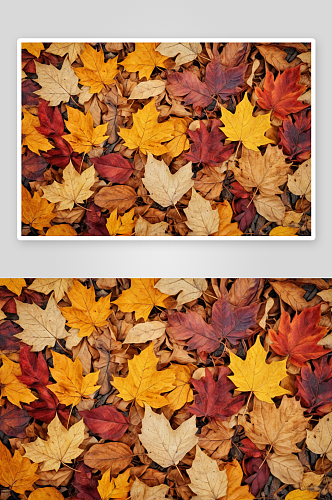 背景干燥秋天五颜六色树叶俯视图图片