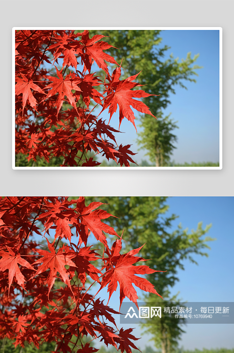 红色枫树植物元素图片素材