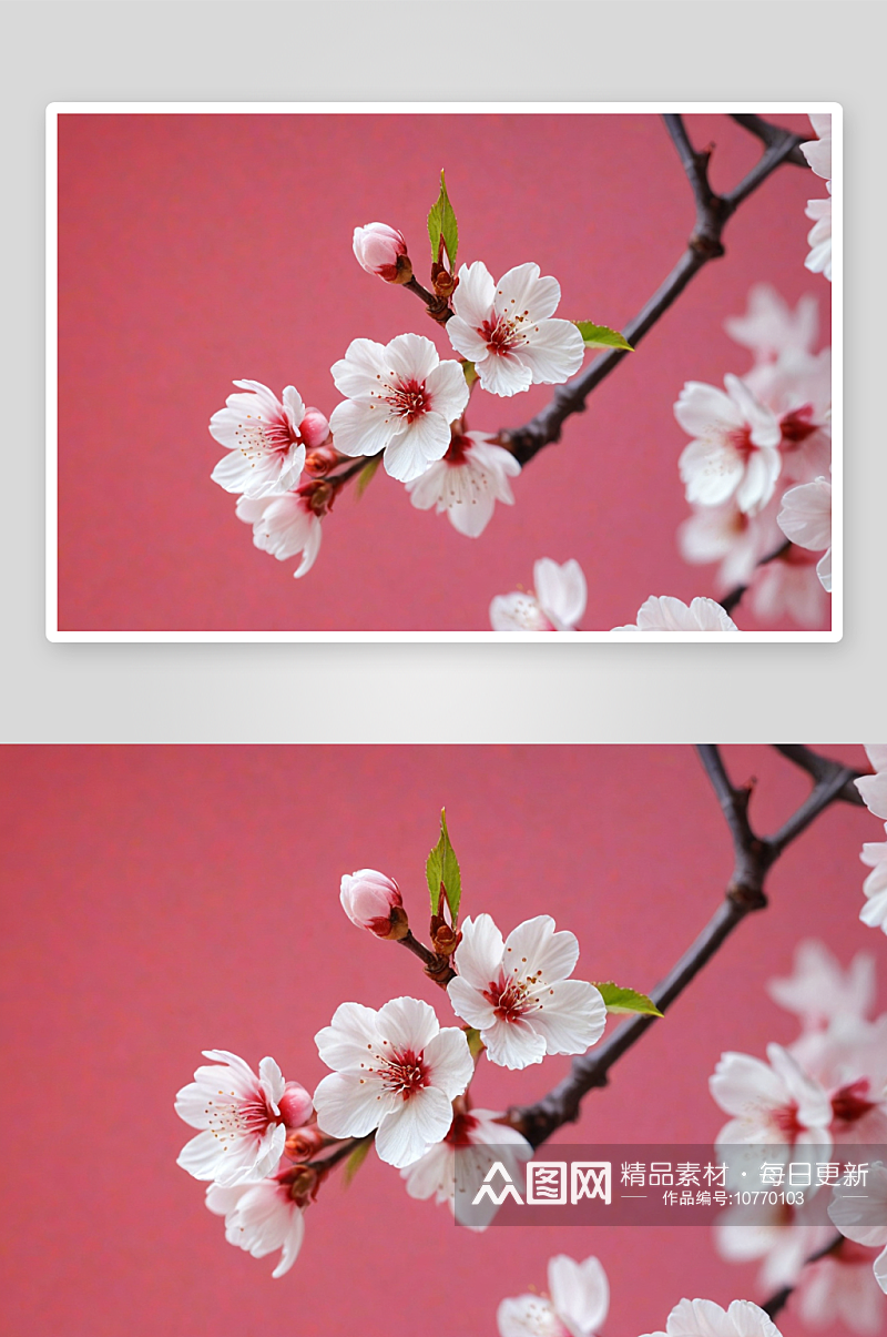 白色樱花粉红色背景樱花图片素材