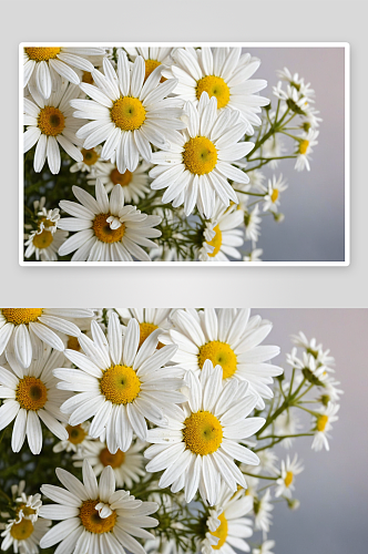 白色洋甘菊花卉图片