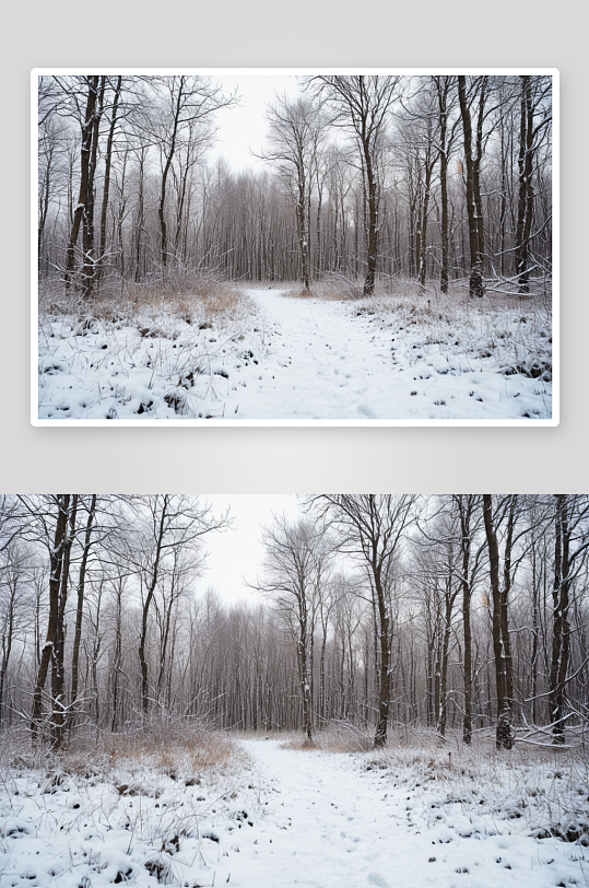 冬天背景雪地里颠簸寒冷森林里散步图片
