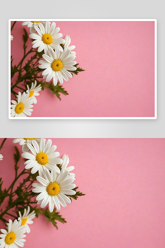 白色雏菊球花茎粉红色背景图片