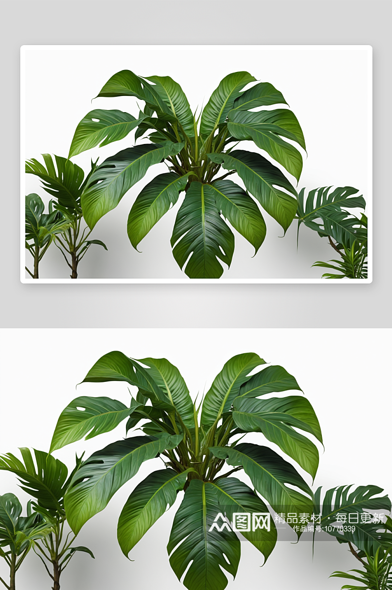 白色背景一片热带雨林怪兽植物叶子图片素材