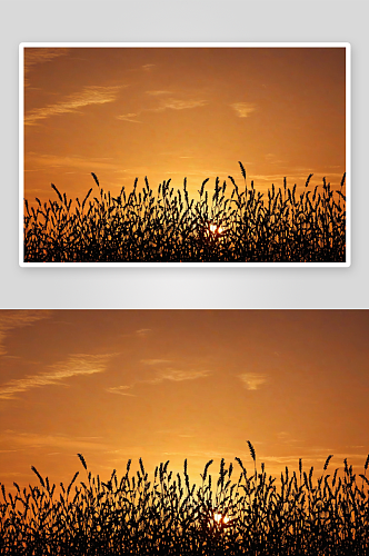谷物剪影夕阳天空背景图片