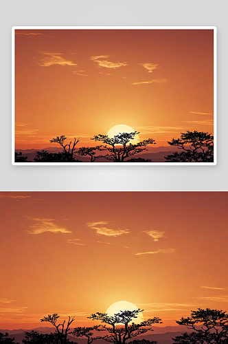 谷穗剪影背景中夕阳天空图片