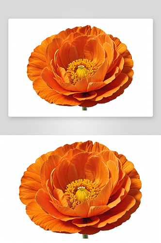白色背景画橙色花朵图片