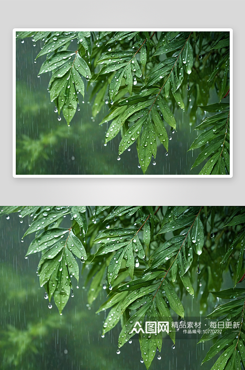大雨水滴覆盖着树叶表面图片素材