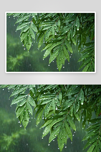 大雨水滴覆盖着树叶表面图片