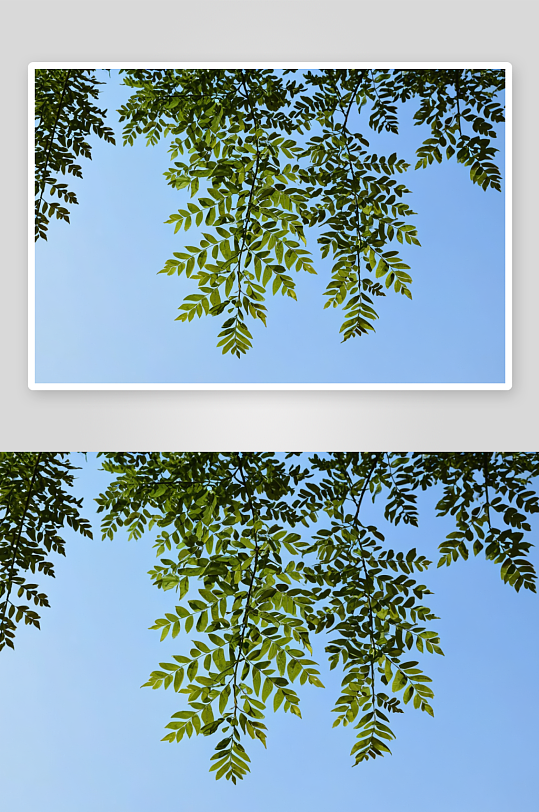 刺槐树叶植物元素图片