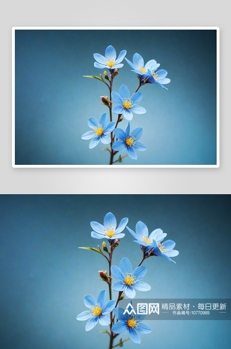 春天盛开森林花朵柔浅蓝色背景聚焦图片素材