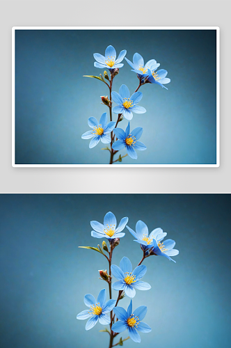 春天盛开森林花朵柔浅蓝色背景聚焦图片