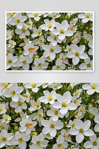 春天花朵植物元素图片