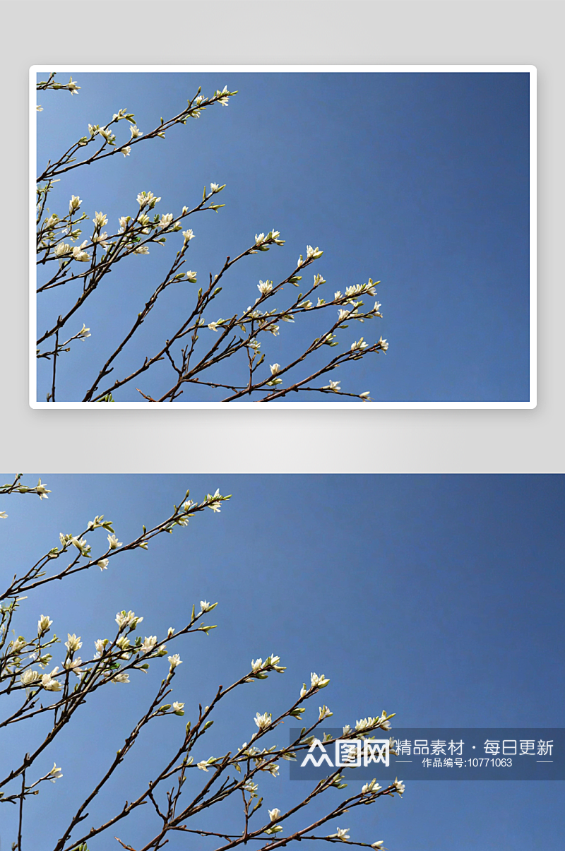 春天发芽树枝图片素材