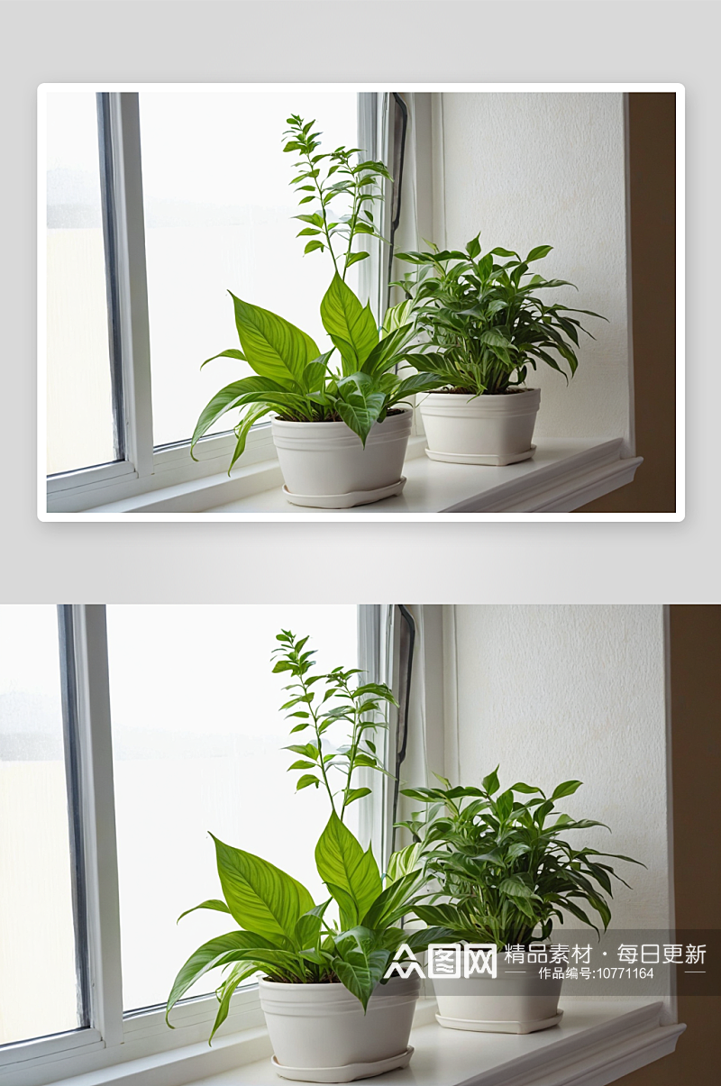 窗台盆栽室内植物图片素材