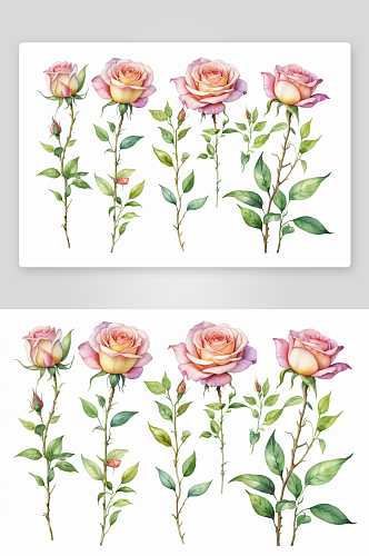 玫瑰野花叶子香草水彩插图图片