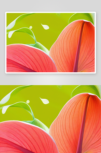 马蹄莲叶子抽象图像图片