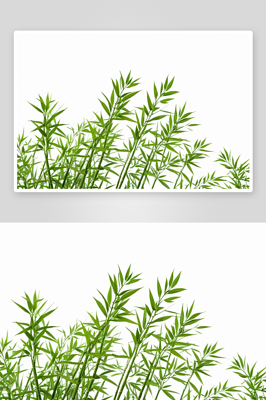 绿竹叶植物元素图片